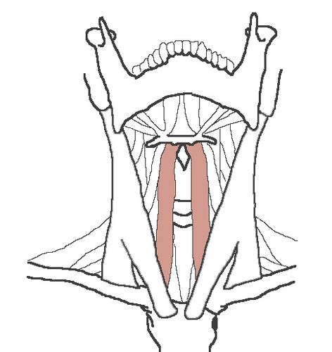 Sternohyoid (Origin, Insertion, Action, Innervation, Palpation ...