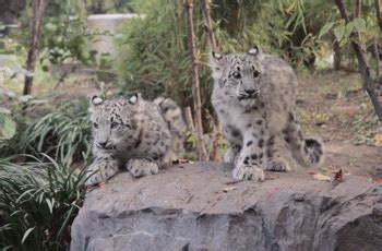 Snow leopard cubs at Central Park Zoo : babybigcatgifs