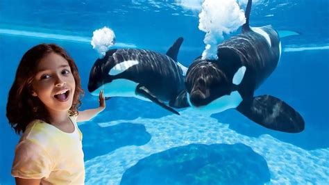 SeaWorld Orlando Animals: A Complete Guide to the Marine Park