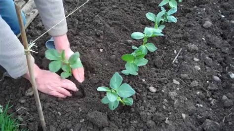 How to Grow Broad Beans - YouTube