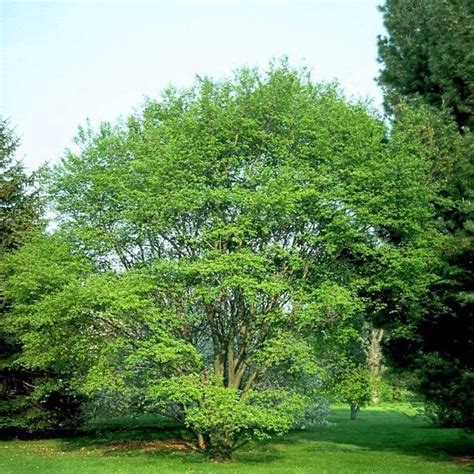 Buy Allegheny Serviceberry Trees Online | Garden Goods Direct