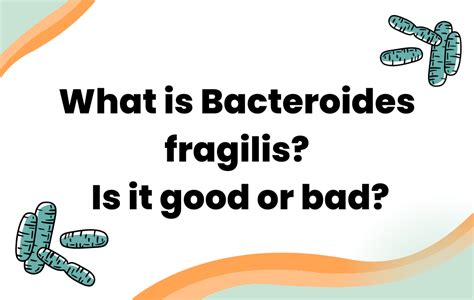 What is Bacteroides fragilis & Is it good or bad? - Layer Origin Nutrition