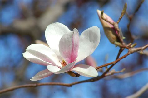 Saucer Magnolia Trees: Picture, Growing Information