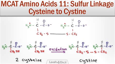 Why Can'T Methionine Form Disulfide Bonds? The 8 Top Answers ...