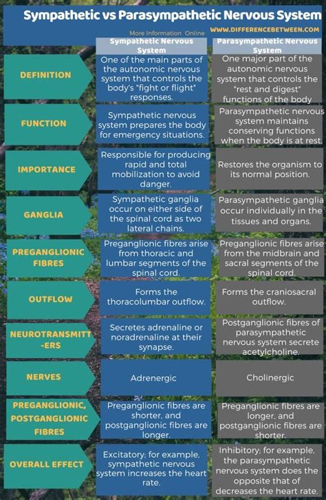 Difference Between Sympathetic and Parasympathetic Nervous System | Nervous system anatomy ...