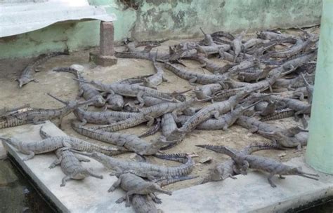 ‘Critically endangered’ gharials thriving at Kukrail breeding centre - Hindustan Times