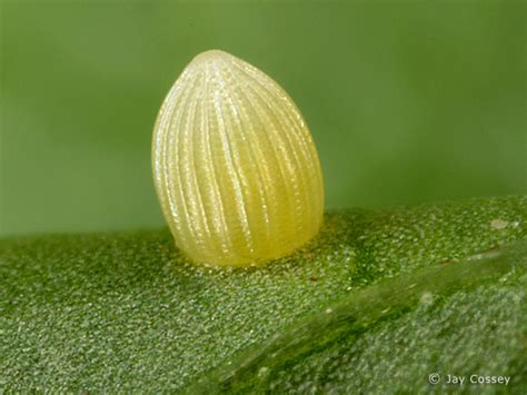 6 monarch butterfly eggs photos in Biological Science Picture Directory - Pulpbits.net ...