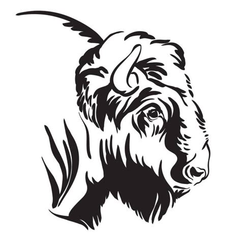 Bison Head Illustrations, Royalty-Free Vector Graphics & Clip Art - iStock