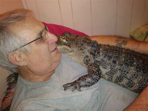 Man Says His 5-Foot "Emotional Support Alligator" Helped Him Beat ...