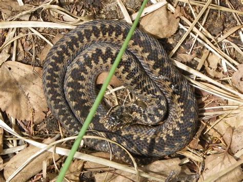 Northern Viper - Vipera berus - Observation.org