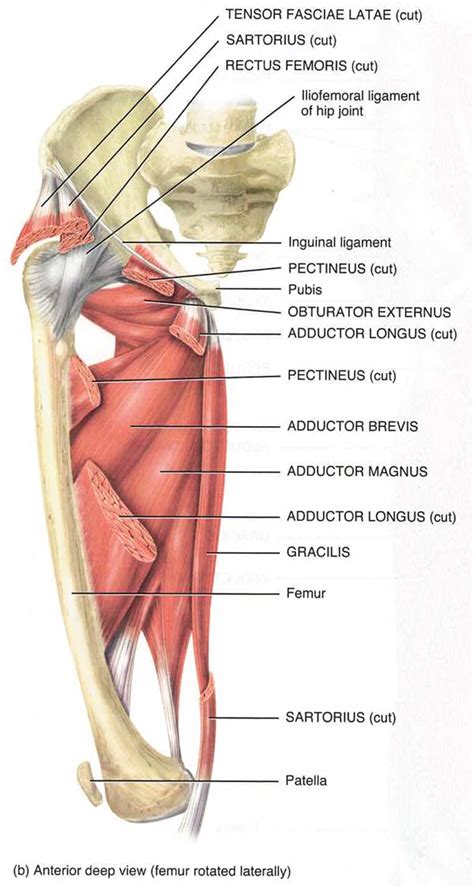 Groin Strain Treatment for a Pulled Groin Muscle