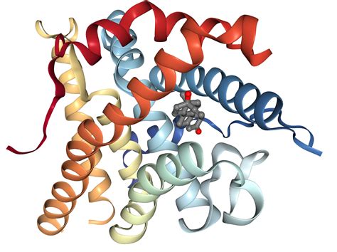 Progesterone receptor Protein Overview | Sino Biological