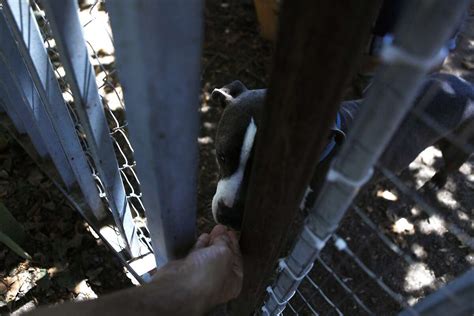 Oakland animal shelter overcrowded with canines