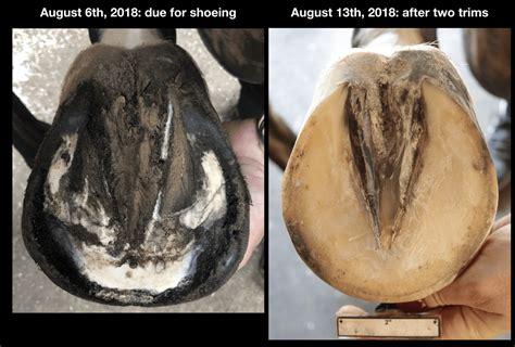 Before and After Hoof Results Using the EasyShoe Flex - EasyCare Hoof Boot News