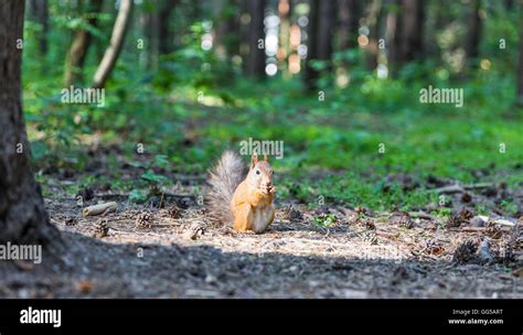 Squirrel in the forest eating nuts Stock Photo - Alamy