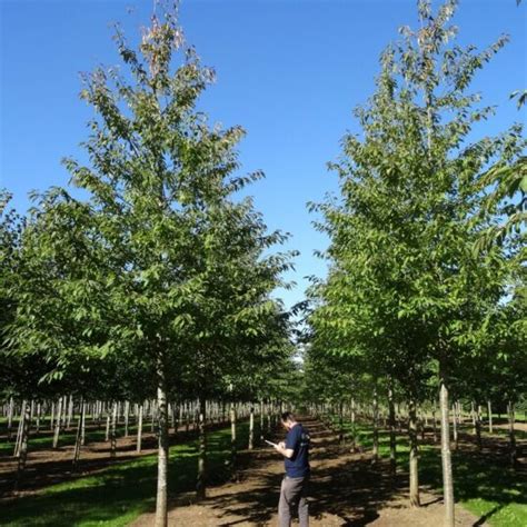 Buy Prunus avium ‘Plena’ Tree | Hillier Trees