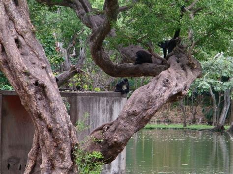 Monkeys al El Salvador´s zoo | Weird animals, Animals, Nature