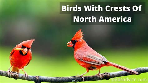 13 Birds With Crests Of North America (Inc. Awesome Photos) - Advice ...