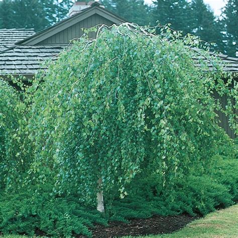 8.75-Gallon Weeping Young's European White Birch Feature Tree in Pot (With Soil) (L3445) in the ...