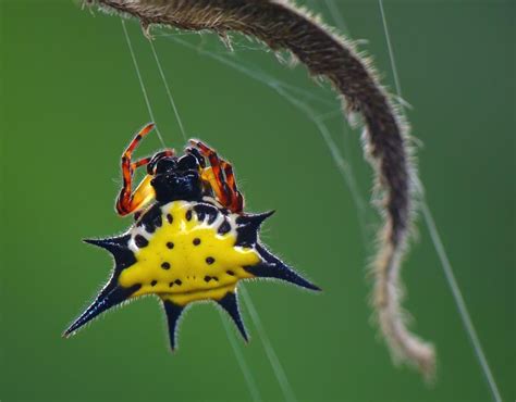 A jewel spider | The World's Scariest Spiders | Pictures | Pics | Express.co.uk