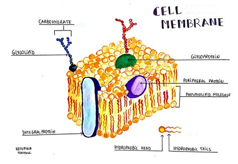 Cell Membrane Structure And Function