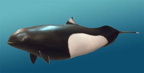 Dall's Porpoise - Phocoenides dalli - The North Pacific is the only place this member of the ...