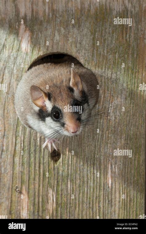 Garden dormouse, garden-dormouse, nesting box, birdhouse, Gartenschläfer, Garten-Schläfer ...