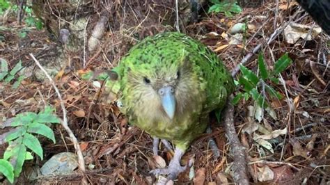 Kakapo: The rare world's-fattest parrot has record breeding season