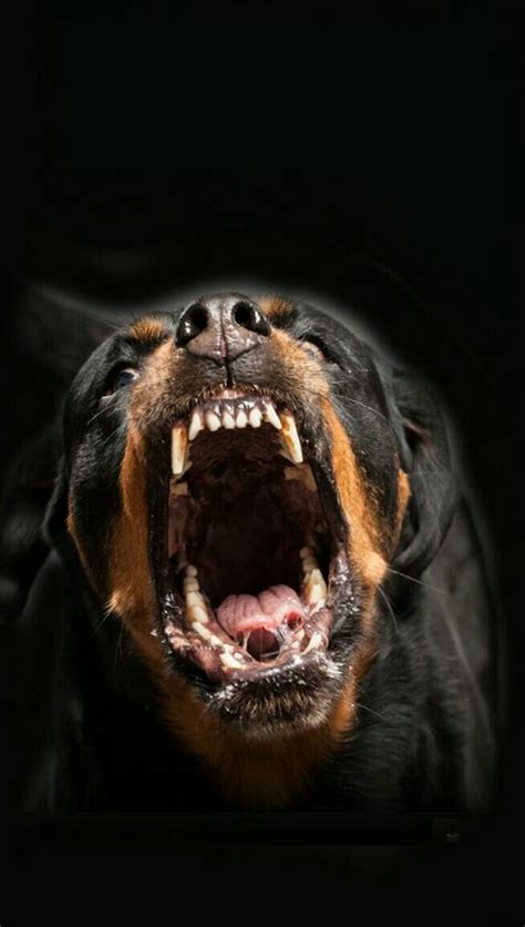 Pin by Daniele on Rottweilers | Scary dogs, Agressive dog, Angry dog