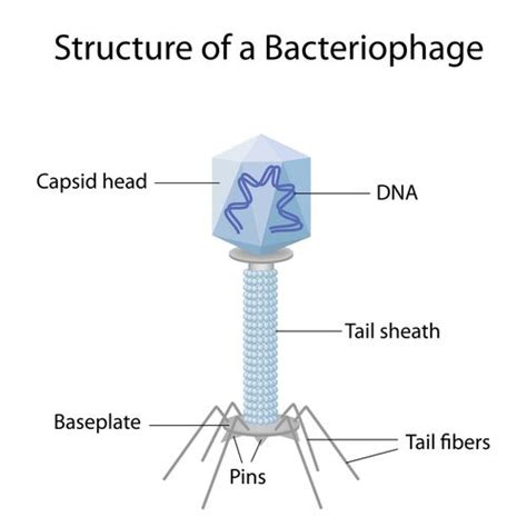 Pin on Biology Study Guides