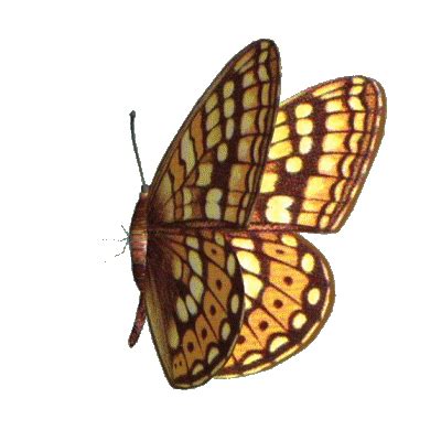 3D Animated butterflies | Free butterfly animated gifs