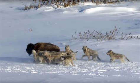 Pack Of Wolves Hunt a Bison | Frozen Planet | BBC Earth