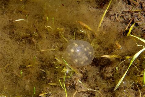 California Newt Eggs | Flickr - Photo Sharing!