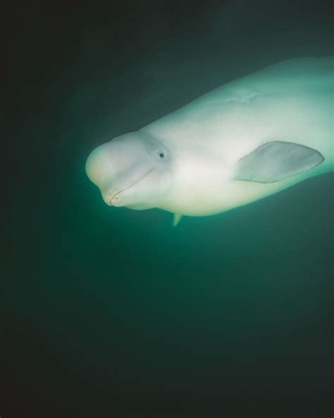 Beluga whale in Churchill, Manitoba | Travel Manitoba | Wildlife | #ExploreMB #ExploreCanada ...