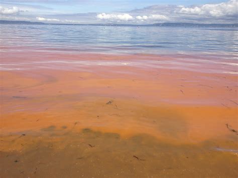 Stanford engineers discover how seawater salts affect coastal algae, good and bad | Stanford News