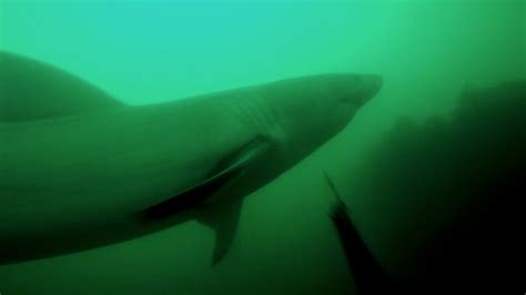 Thalassophobia: Great White Shark causes panic [Loud]