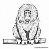 Baboon Coloring Pages  Free & Printable sketch template
