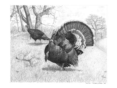 Turkey drawing | Utah Wildlife Forum