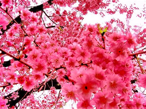 Pink cherry blossoms in spring, pink in nature, sakura tree, spring ...