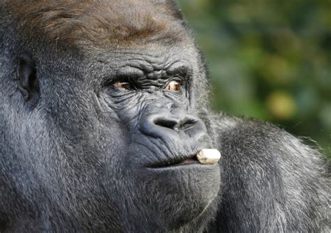 Cameroon: Gorillas gave rise to half of the known Aids viruses | IBTimes UK