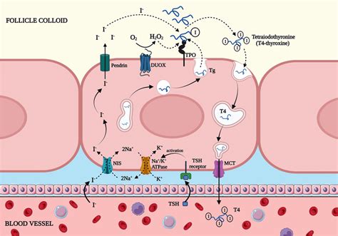 Synthesis of the thyroid hormones. Synthesis of the thyroid hormones is ...