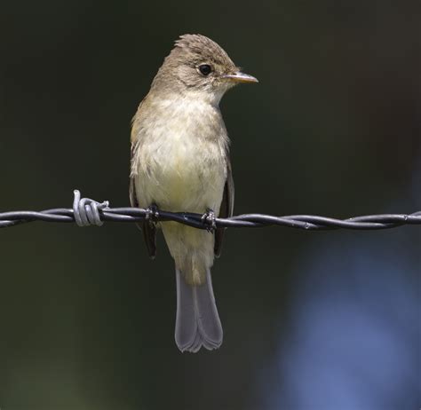 Willow Flycatcher | San Diego Bird Spot