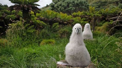 Massive Remote Island To Become One Of The World's Biggest Wildlife ...