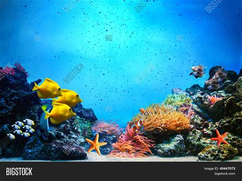 Underwater scene. Coral reef, colorful fish groups and sunny sky ...