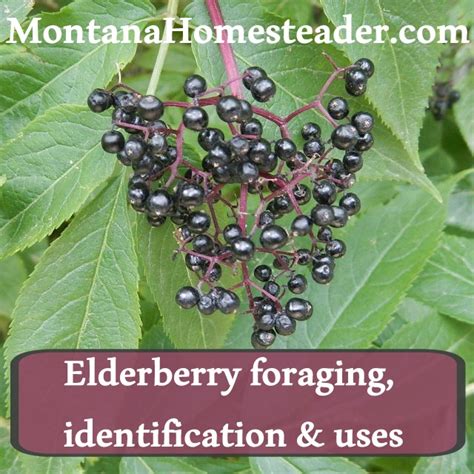 Elderberry Foraging, Identification & Uses