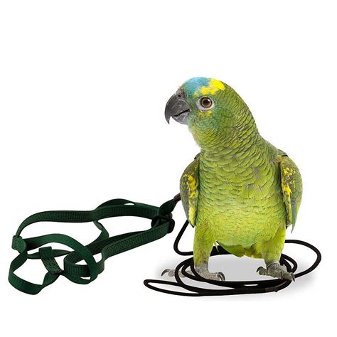 Original Aviator Large Parrot Harness - Parrot Essentials