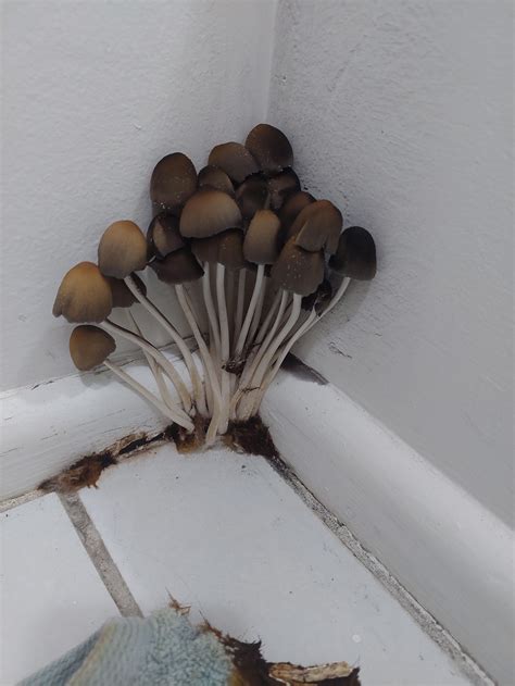 found this growing in my bathroom, does anyone know what it is : r/mycology