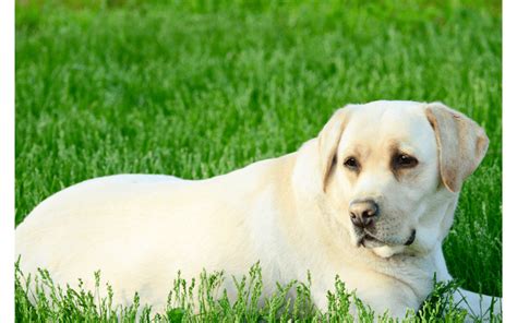 How to Find Labrador Breeders – Doggie Authority