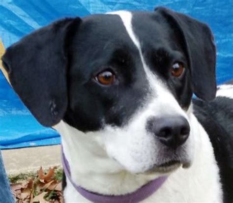 Adult pointer/hound mix needs home | NJ.com