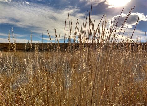 Dry Fall Prairie Grass Close Up Picture | Free Photograph | Photos Public Domain